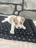 Biscuit F-1B, a male Havapoo for sale in Dundee, OH – 3 of 6