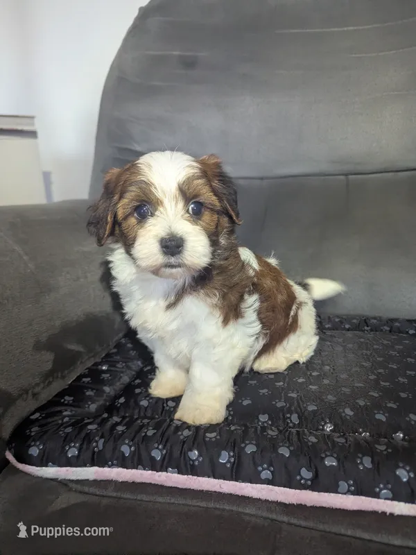 Diamond, a male Havanese for sale in Dundee, OH – 1 of 5