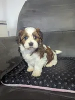 Diamond, a male Havanese for sale in Dundee, OH – 1 of 5