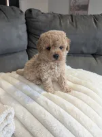 Honey F-1B, a female Havapoo for sale in Dundee, OH – 4 of 7