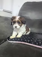 Donny, a male Havanese for sale in Dundee, OH – 5 of 6