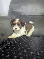 Donny, a male Havanese for sale in Dundee, OH – 3 of 6