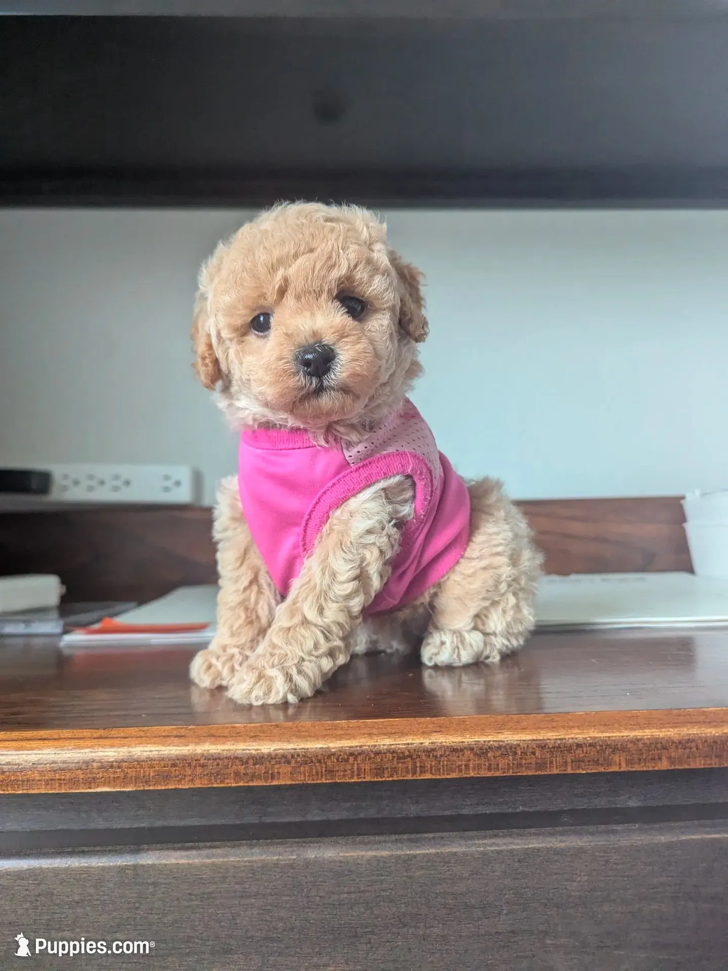 Honey F-1B, a female Havapoo for sale in Dundee, OH – 1 of 7