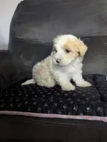 Dallas, a male Havanese for sale in Dundee, OH – 3 of 6