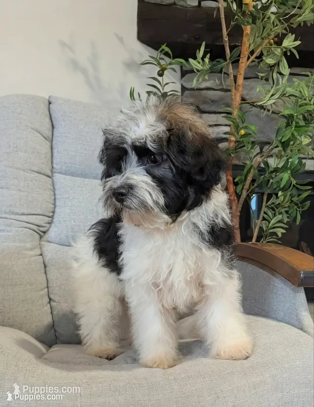 Oliver  – Havanese puppy for sale in Dundee, OH