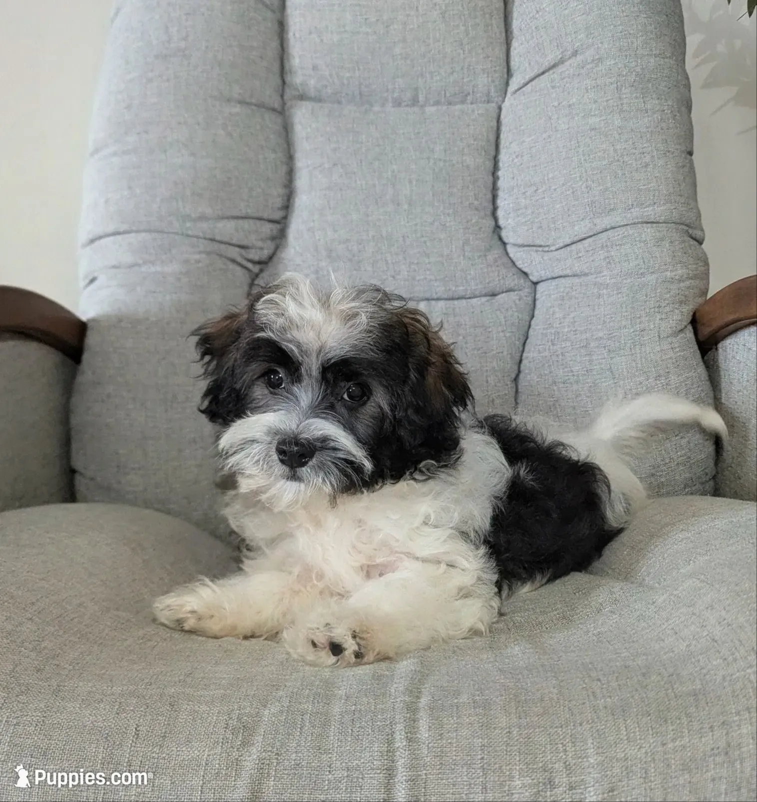 Leo, a male Havanese for sale in Dundee, OH – 2 of 6