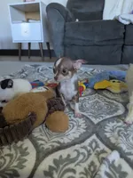 Tiny, a male Chihuahua for sale in Dundee, OH – 5 of 8