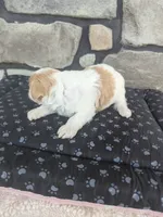Biscuit F-1B, a male Havapoo for sale in Dundee, OH – 5 of 6