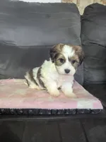 Autumn, a female Havanese for sale in Dundee, OH – 2 of 8