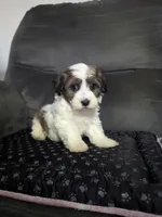 Alex, a male Havanese for sale in Dundee, OH – 4 of 6