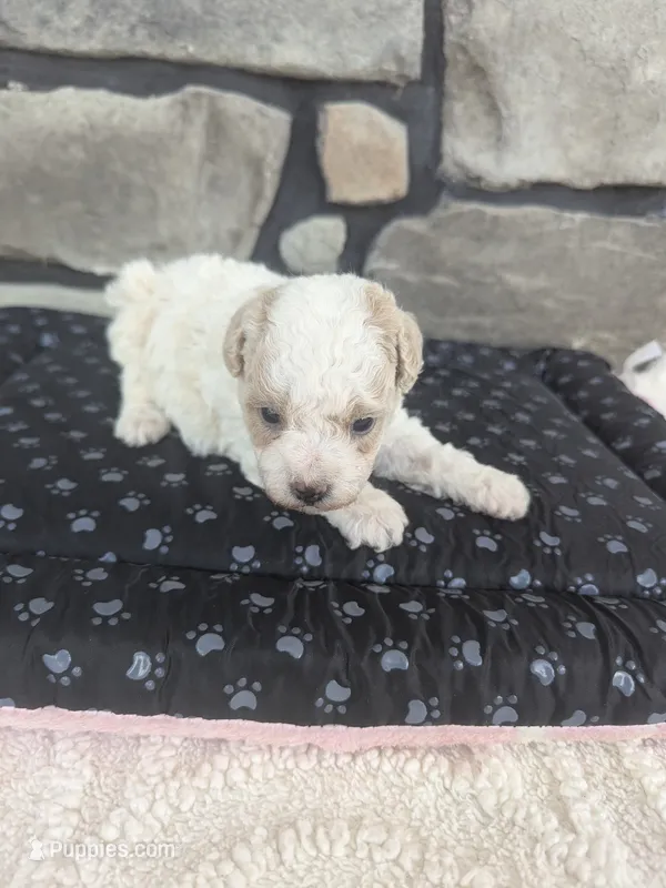 Button F-1B – Havapoo puppy for sale in Dundee, OH