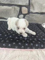 Button F-1B, a male Havapoo for sale in Dundee, OH – 1 of 3