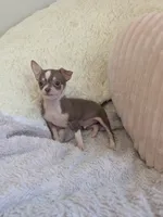 Tiny, a male Chihuahua for sale in Dundee, OH – 2 of 8