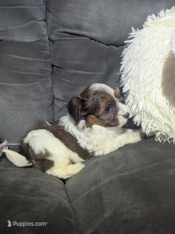 Donny – Havanese puppy for sale in Dundee, OH