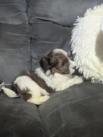 Donny, a male Havanese for sale in Dundee, OH – 1 of 6