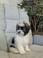 Loki, a male Havanese for sale in Dundee, OH – 5 of 7