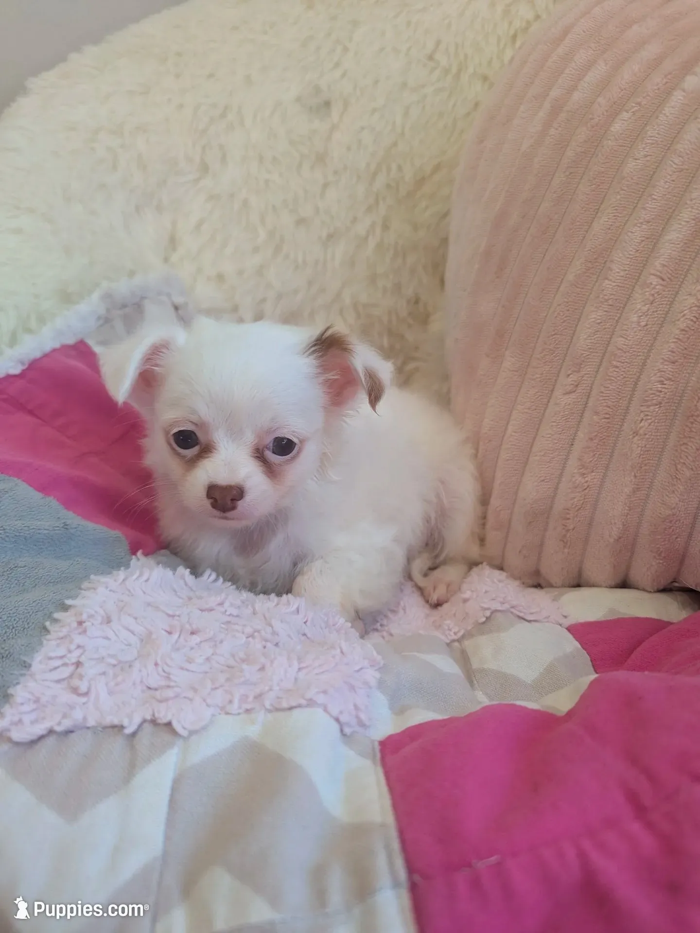 Snowball , a female Chihuahua for sale in Dundee, OH – 1 of 6