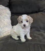 Sadie, a female Havanese for sale in Dundee, OH – 3 of 10