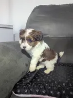 Donny, a male Havanese for sale in Dundee, OH – 4 of 6