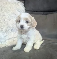 Sadie, a female Havanese for sale in Dundee, OH – 2 of 10