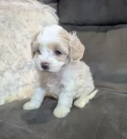 Sadie, a female Havanese for sale in Dundee, OH – 8 of 10