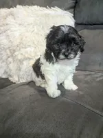 Moon, a male Havanese for sale in Dundee, OH – 8 of 8