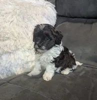 Moon, a male Havanese for sale in Dundee, OH – 5 of 8