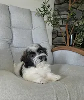 Leo, a male Havanese for sale in Dundee, OH – 4 of 6