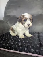 Alex, a male Havanese for sale in Dundee, OH – 5 of 6