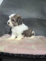 Autumn, a female Havanese for sale in Dundee, OH – 6 of 8