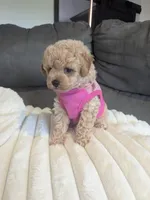 Honey F-1B, a female Havapoo for sale in Dundee, OH – 2 of 7