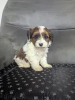 Donny, a male Havanese for sale in Dundee, OH – 2 of 6