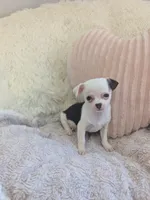 Panda , a male Chihuahua for sale in Dundee, OH – 2 of 6
