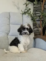 Oliver , a male Havanese for sale in Dundee, OH – 4 of 5