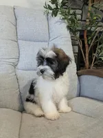 Loki, a male Havanese for sale in Dundee, OH – 4 of 7
