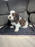 Diamond, a male Havanese for sale in Dundee, OH – 2 of 5