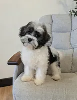 Loki, a male Havanese for sale in Dundee, OH – 1 of 7