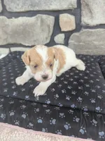 Biscuit F-1B, a male Havapoo for sale in Dundee, OH – 4 of 6