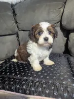 Diamond, a male Havanese for sale in Dundee, OH – 4 of 5