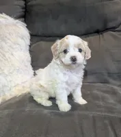 Sadie, a female Havanese for sale in Dundee, OH – 4 of 10