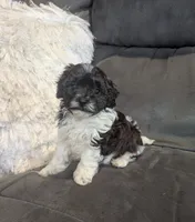 Moon, a male Havanese for sale in Dundee, OH – 6 of 8