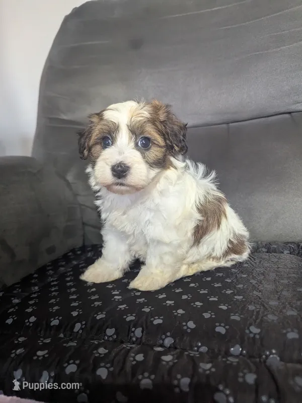Alex – Havanese puppy for sale in Dundee, OH