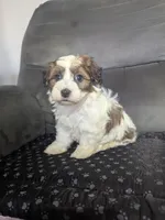 Alex, a male Havanese for sale in Dundee, OH – 1 of 6