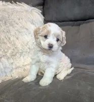 Sadie, a female Havanese for sale in Dundee, OH – 5 of 10