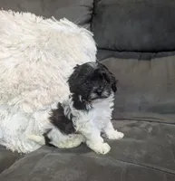 Moon, a male Havanese for sale in Dundee, OH – 2 of 8