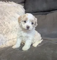 Sadie, a female Havanese for sale in Dundee, OH – 6 of 10