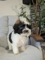Oliver , a male Havanese for sale in Dundee, OH – 3 of 5