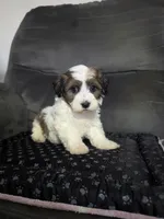 Alex, a male Havanese for sale in Dundee, OH – 3 of 6