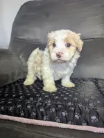 Dallas, a male Havanese for sale in Dundee, OH – 6 of 6