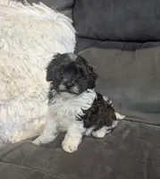 Moon, a male Havanese for sale in Dundee, OH – 4 of 8